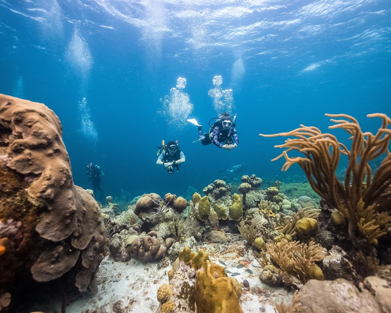 2-Tank Scuba Dive at John Pennekamp Coral Reef State Park