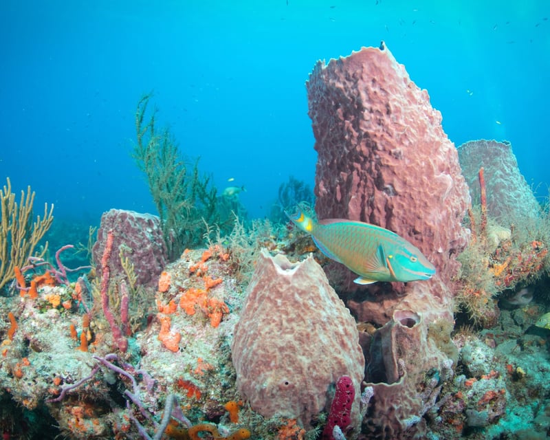 Small-Group Reef Snorkeling Trip from Lake Park, FL