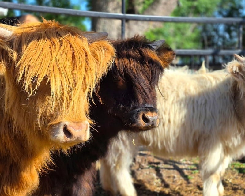 Highland Cow Feeding & Brushing Experience in Sedgwick