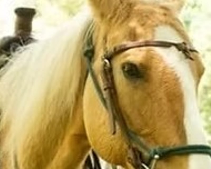 Portsmouth Pony Ride on a Retired Rodeo Horse