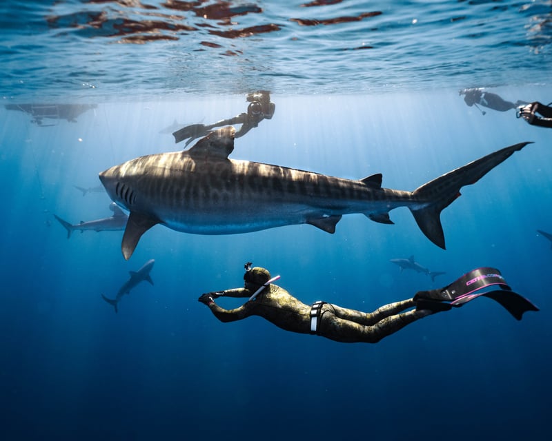 Cageless Shark Dive on Oahu's North Shore