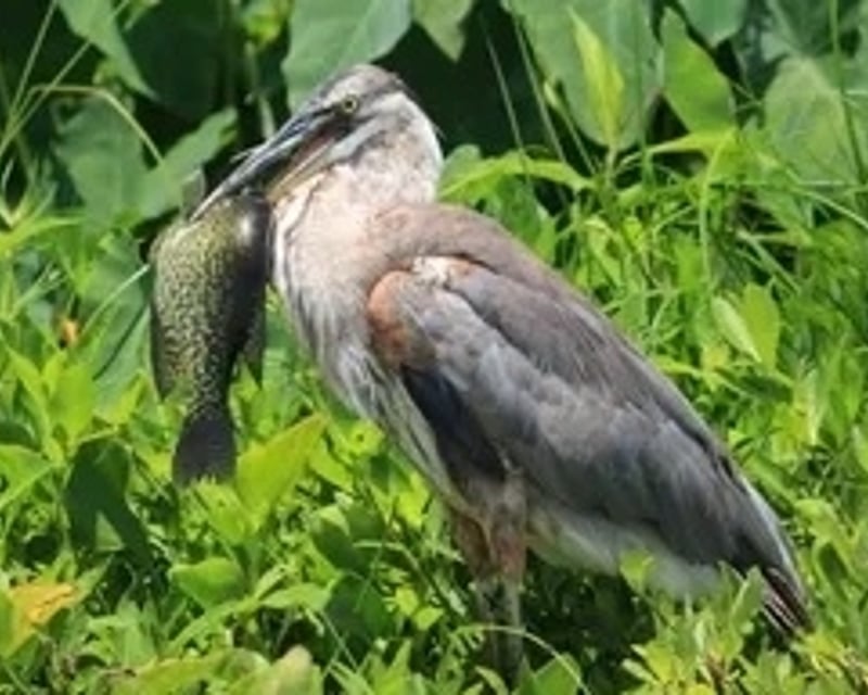 Wekiva River Wildlife Kayak Tour