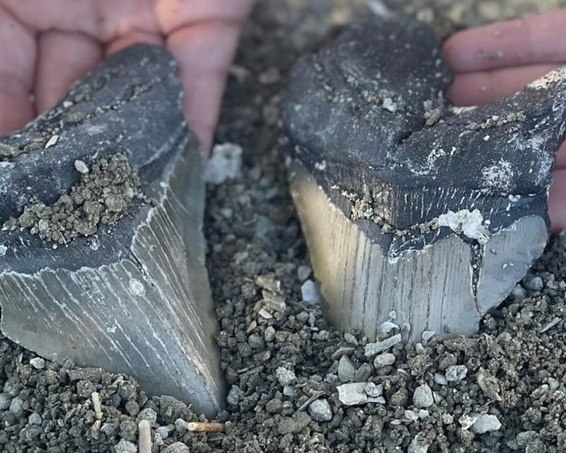 5-Gallon Shark Tooth Fossil Dig in North Myrtle Beach