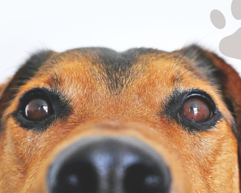 Puppy Rescue Escape Room in Villas