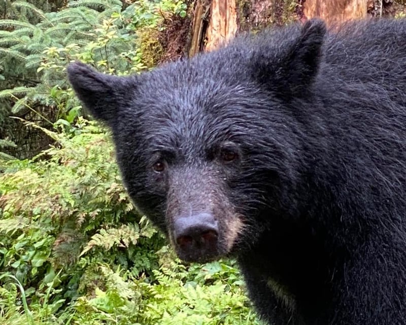 Anan Bear Viewing Tour From Wrangell