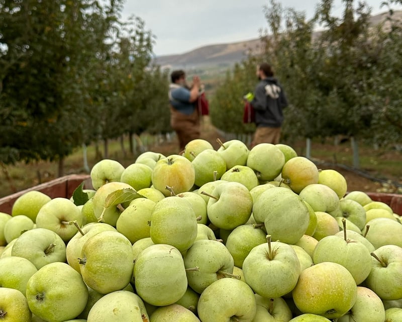 Ellensburg Guided Cider Apple Orchard Tour