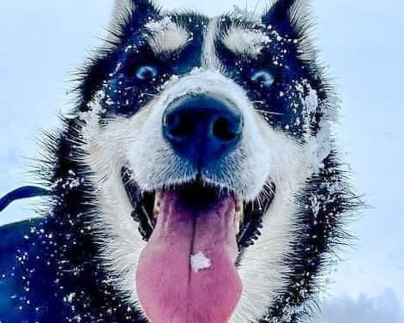 2-Hour Dog Sledding Tour Near Anchorage