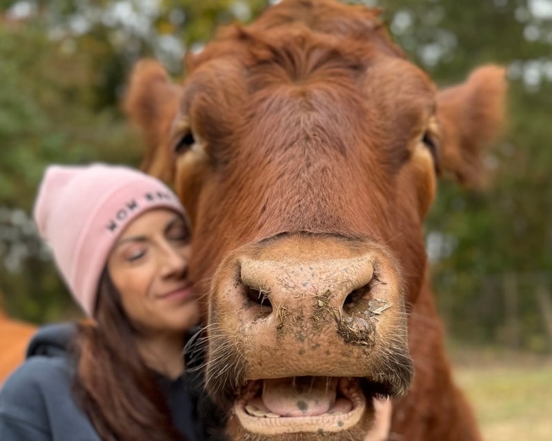 Cow Hug Therapy at The Gentle Barn in Christiana, TN