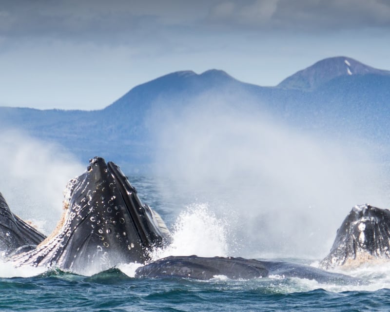 Explore Sitka on a 3-Hour Wildlife Boat Tour