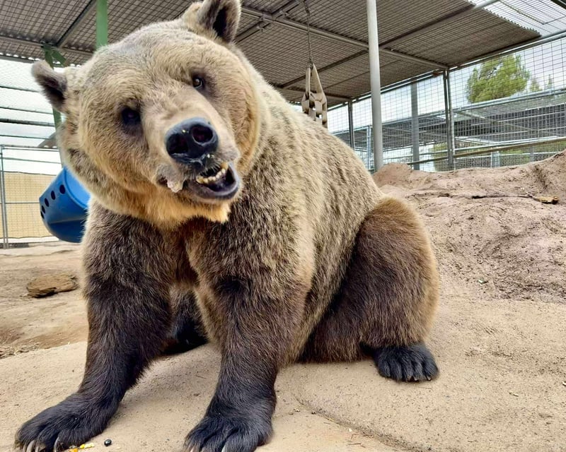 Self-Guided Animal Sanctuary Tour in Phelan