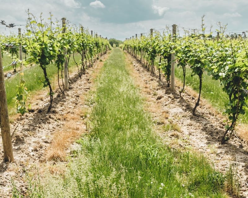 Finger Lakes Vineyard Wine Tasting Tour