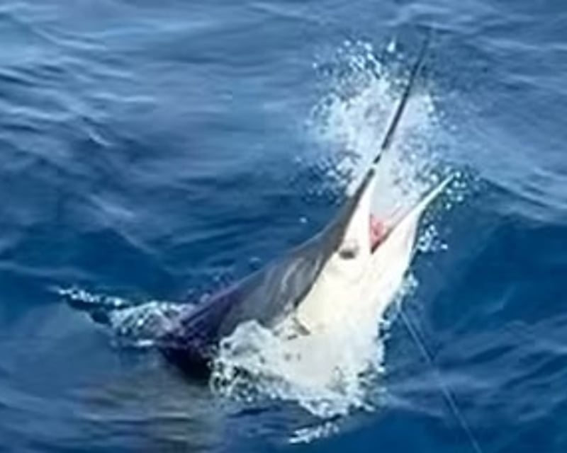 Private Inshore Fishing Charter in Riviera Beach