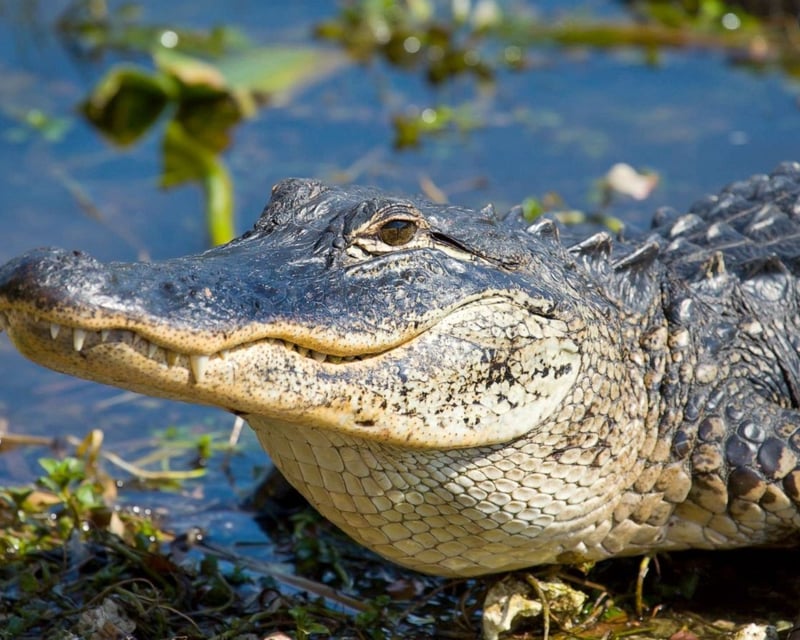 Miami Everglades Airboat & Millionaire's Row Cruise Combo