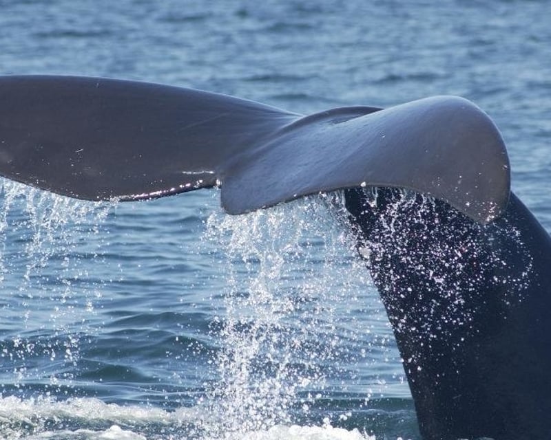 Right Whale Lecture & Exhibit in Tybee Island