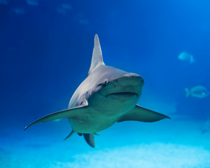 2-Hour Pelagic Shark Dive In Hawaii