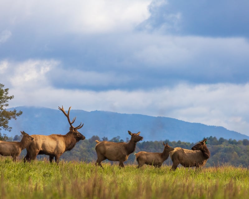Elk Viewing Guided Tour in Virginia's Elk Zone