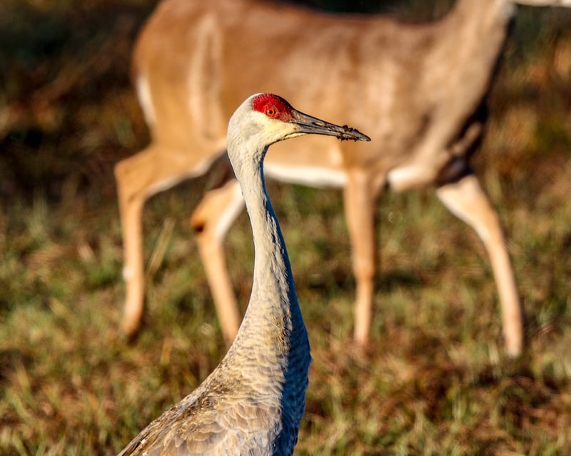 90-Minute Guided Wildlife & Wetlands Buggy Tour