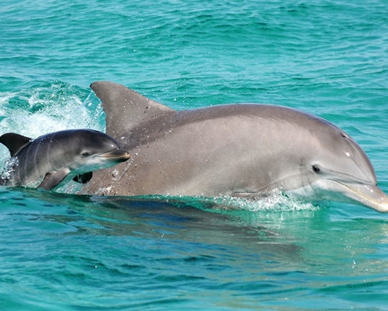 Dolphin Sightseeing Sail Aboard the Footloose Catamaran