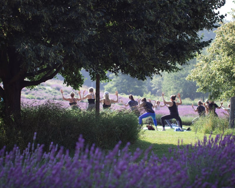 Lavender Field Yoga Class in Boyne City