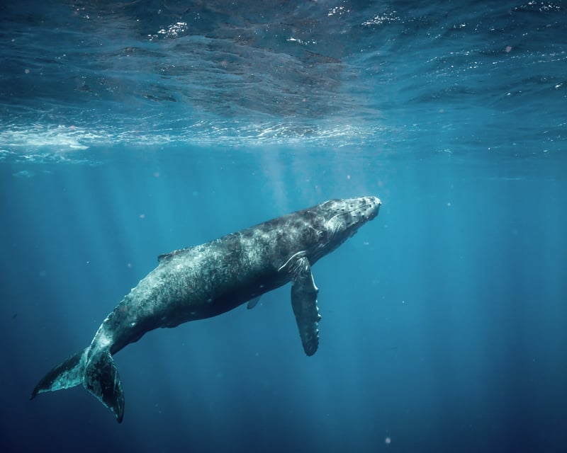 Humpback Whale Watching by High-Speed Raft in Honolulu