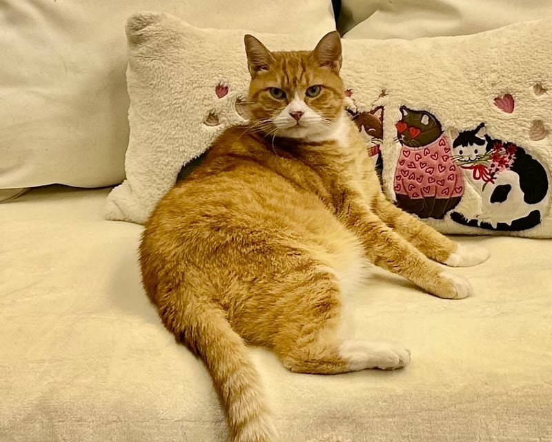 1-Hour Cat Café Visit in Philadelphia
