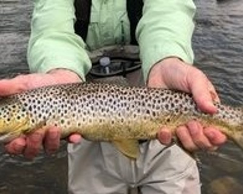 Private Half-Day Guided Trout Fishing in Heber City