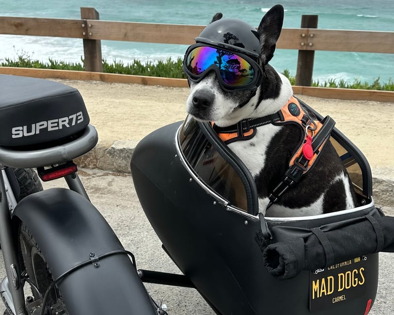 Ride a Dog-Friendly E-Bike Sidecar Tour in Carmel