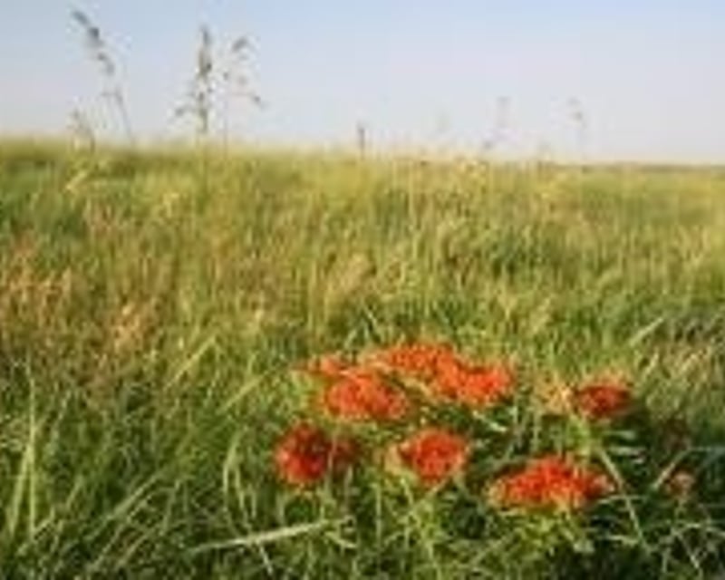 Willa Cather Prairie Walking Tour in Red Cloud
