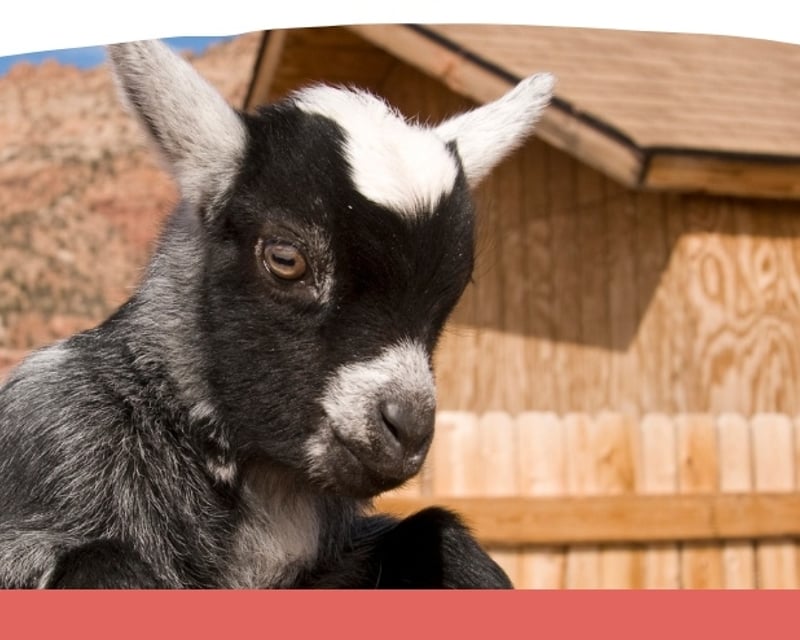 Private Goat Yoga Party in Brookshire