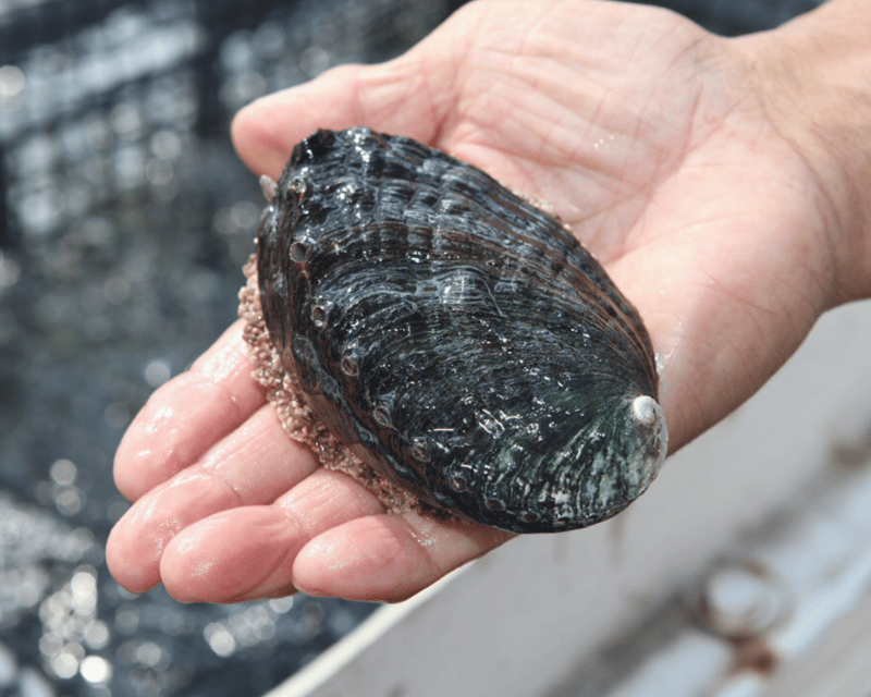 Explore a Kailua-Kona Abalone Farm Guided Tour