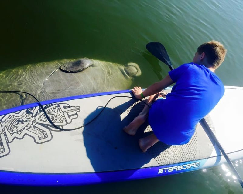 Manatee & Dolphin Paddleboard & Kayak Tour In Merritt Island