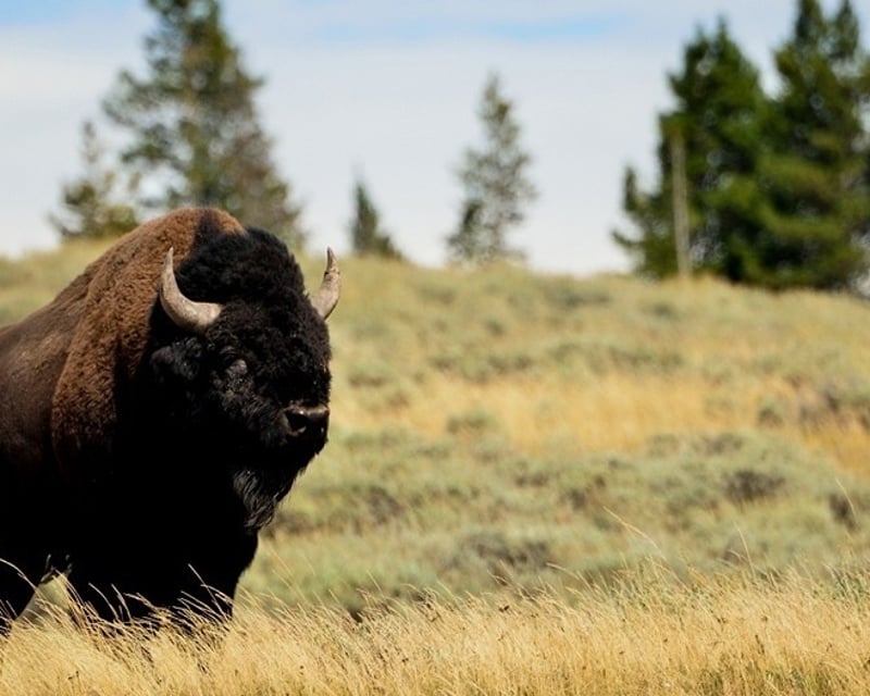 Full-Day Grand Teton National Park Wildlife Tour