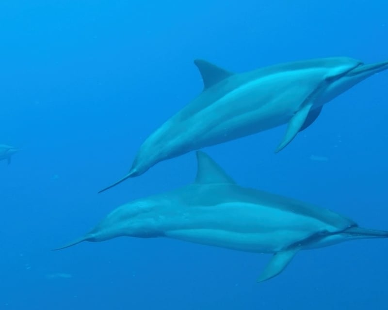 Wildlife Snorkel Charter in Kawaihae
