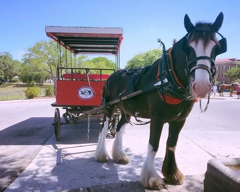 Historic Horse-Drawn Carriage Tour of Beaufort