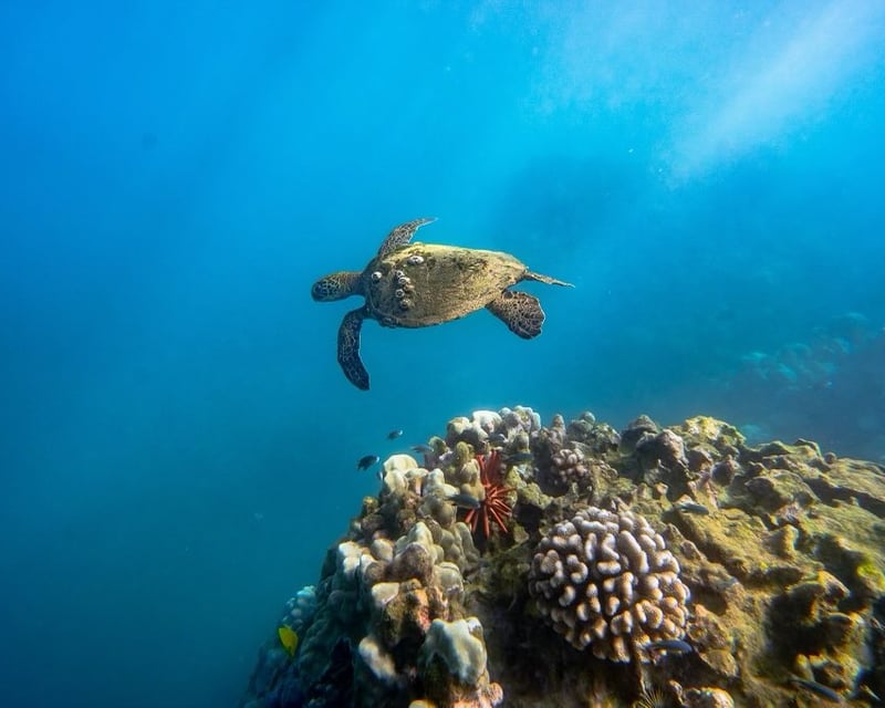 Private North Shore Oahu Snorkel & Fishing Charter