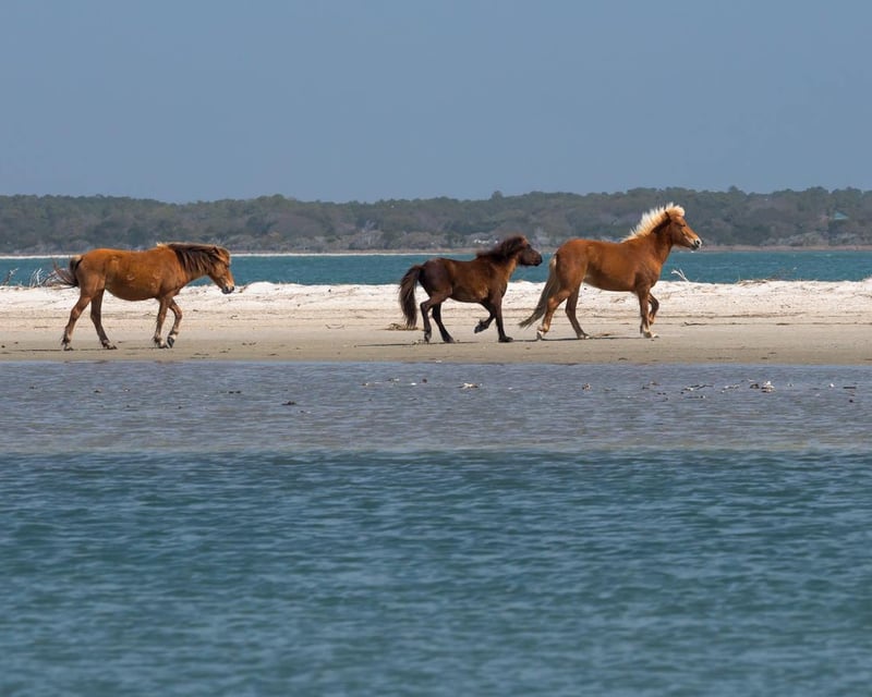 Ride a Ferry to Cape Lookout Lighthouse From Beaufort