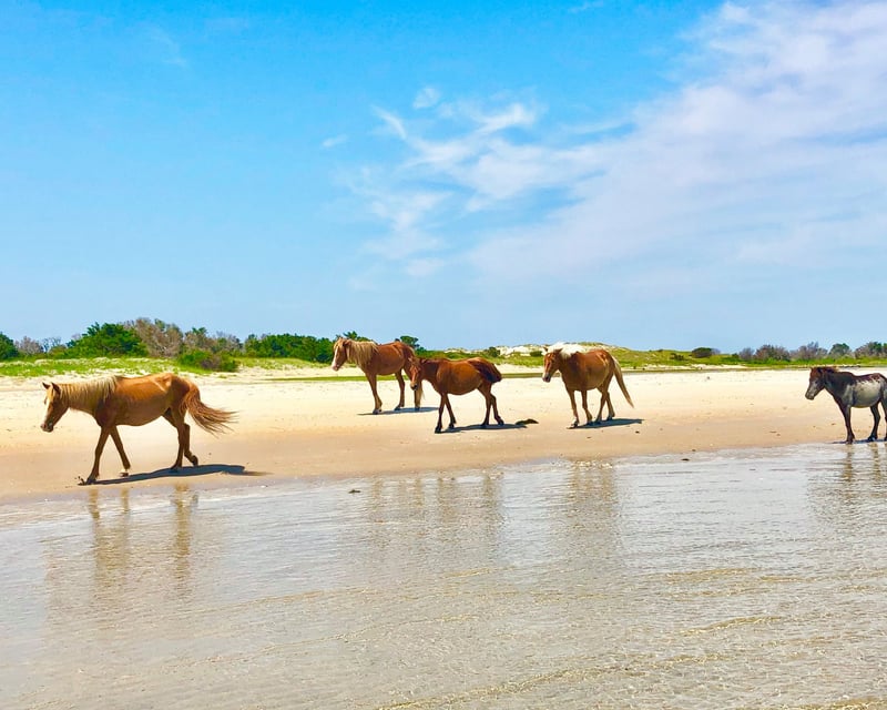 Shackleford Banks Wild Horse & Shelling Tour from Beaufort
