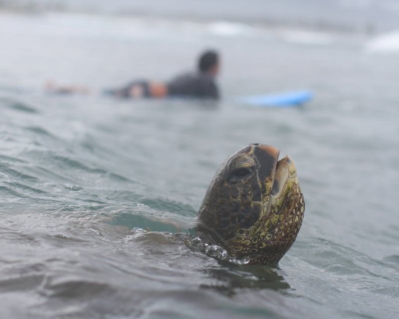 Private Surf Lesson & Turtle Viewing in Haleiwa