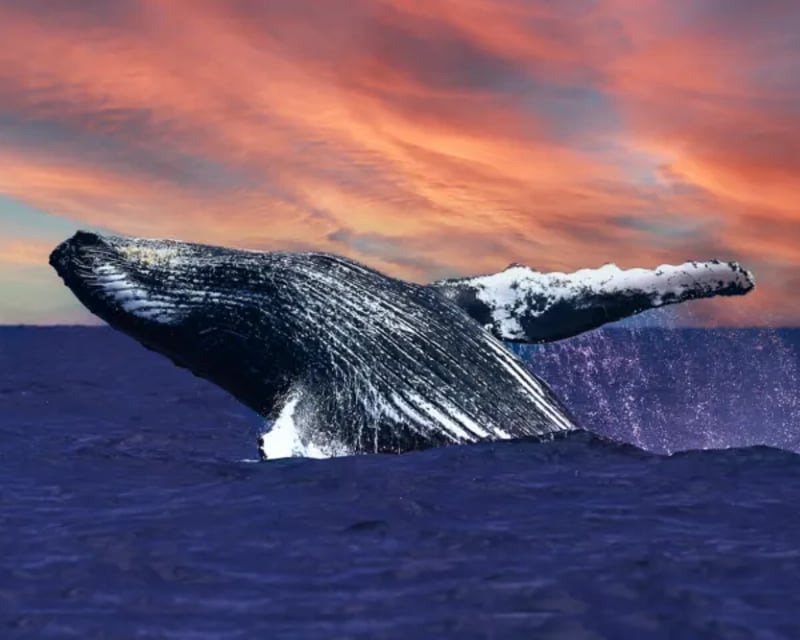 Waikiki Sunset Whale Watch Cruise