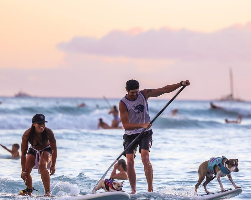 Learn to Surf With Rescue Dogs on Oahu’s North Shore