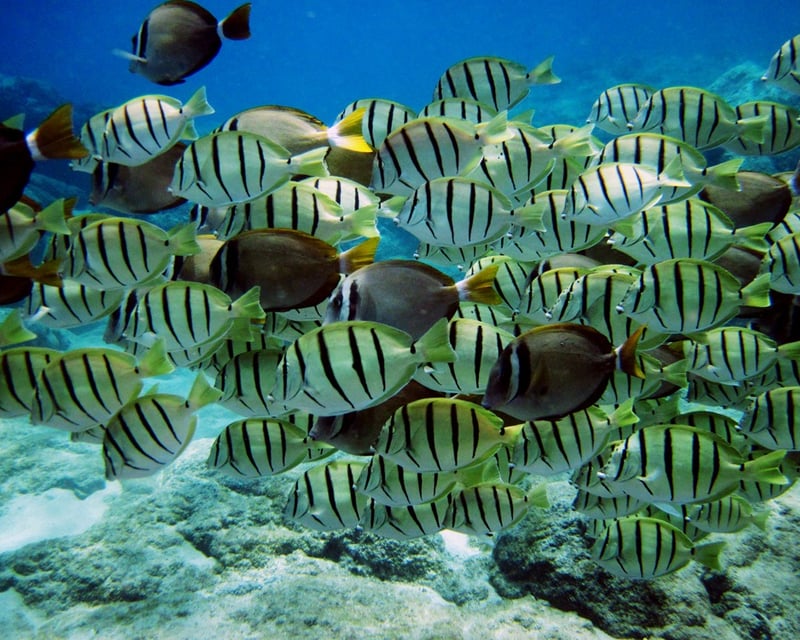 Private Island Tour & Turtle Canyon Snorkel From Waikiki