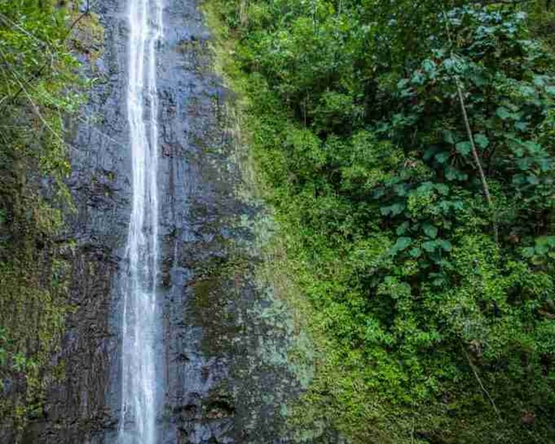 Guided Manoa Falls or Kalawahine Hike on Oahu