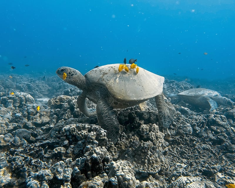 2-Tank Shallow Reef Dive & Snorkel Trip in Wai'anae
