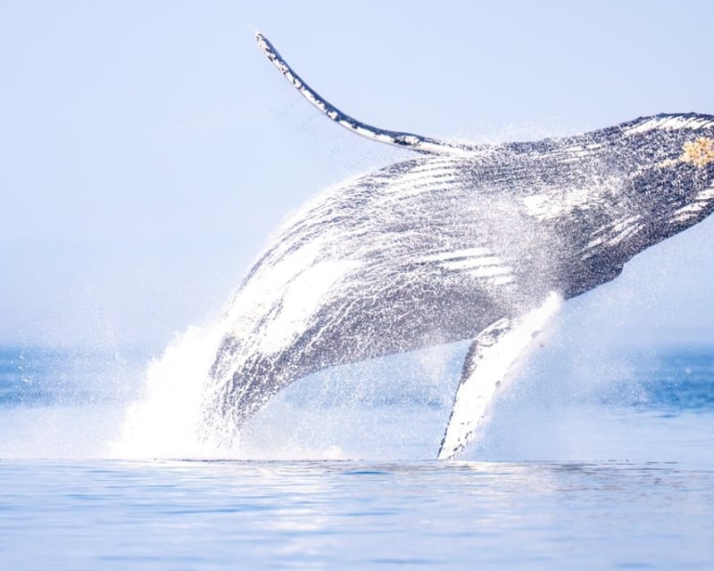 Private Whale Watching & Wildlife Tour in Anacortes