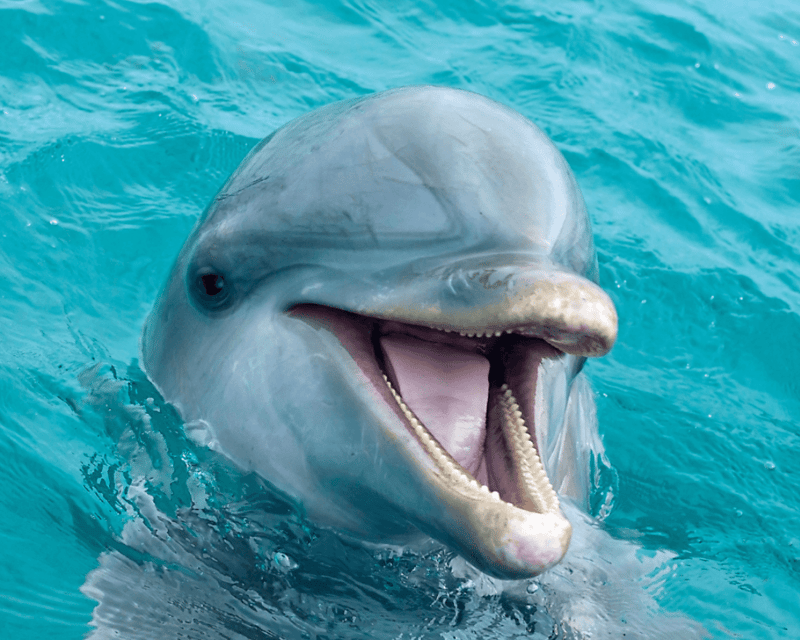Bradenton Beach Dolphin & Wildlife Eco Tour