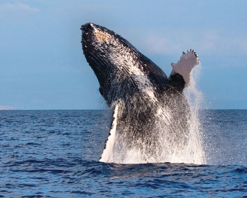 2-Hour Maui Whale Watch Cruise
