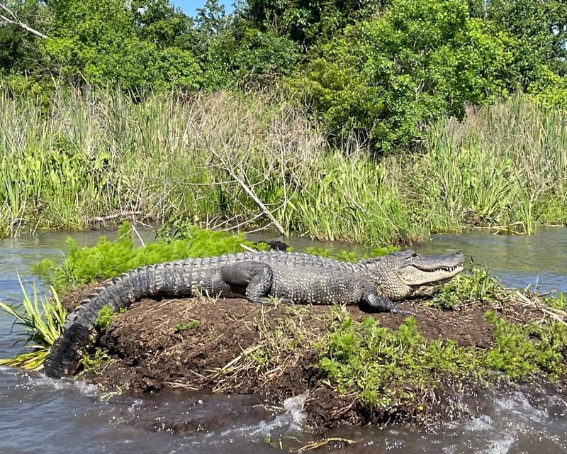 Small Airboat Swamp Tour Near New Orleans with Pickup