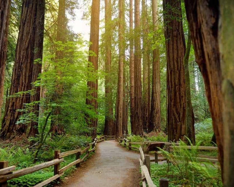 Private Muir Woods & Sausalito Tour from San Francisco