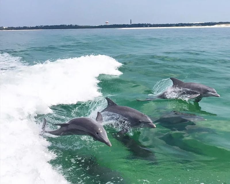 Midday Dolphin Cruise in Pensacola Beach