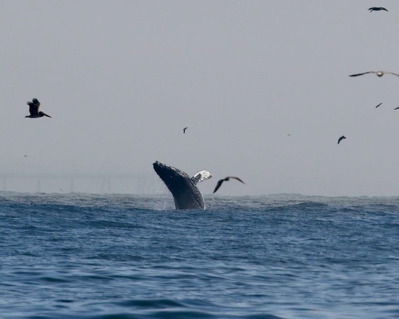San Francisco 2.5-Hour Whale Watching Cruise